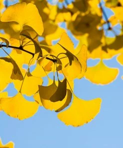 Fast Growing Trees Ginkgo Trees Sky Tower Ginkgo Tree