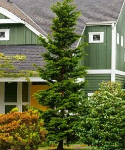 Fast Growing Trees Slender Hinoki Cypress Tree Cypress Trees