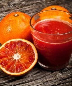 Fast Growing Trees Citrus Trees Smith Red Orange