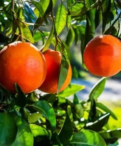 Fast Growing Trees Citrus Trees Smith Red Orange