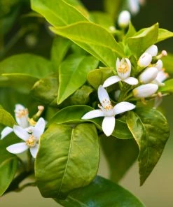 Fast Growing Trees Citrus Trees Smith Red Orange