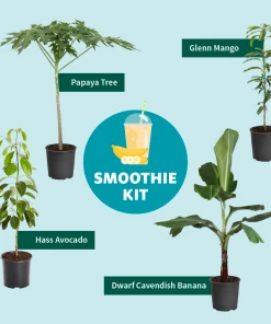 Fast Growing Trees Papaya Tree See All Fruit Trees