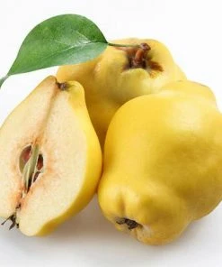 Fast Growing Trees See All Fruit Trees Smyrna Quince Tree