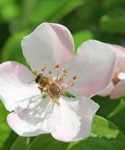 Fast Growing Trees See All Fruit Trees Smyrna Quince Tree