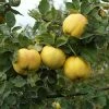 Fast Growing Trees See All Fruit Trees Smyrna Quince Tree 1 Fast Growing Trees See All Fruit Trees Smyrna Quince Tree
