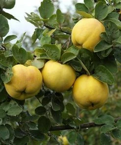 Fast Growing Trees See All Fruit Trees Smyrna Quince Tree