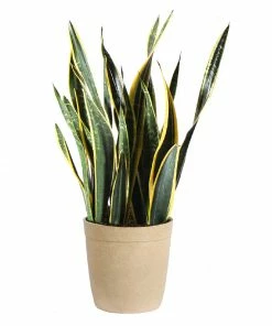 Fast Growing Trees Air Purifying House Plants Snake Plant