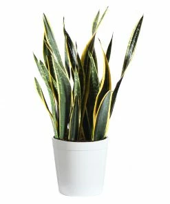 Fast Growing Trees Air Purifying House Plants Snake Plant