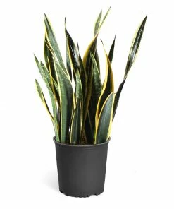 Fast Growing Trees Air Purifying House Plants Snake Plant