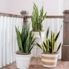 Fast Growing Trees Air Purifying House Plants Snake Plant