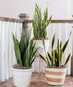 Fast Growing Trees Air Purifying House Plants Snake Plant