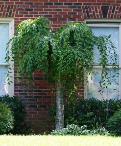Fast Growing Trees Cherry Blossom Trees Snow Fountains® Weeping Cherry Tree