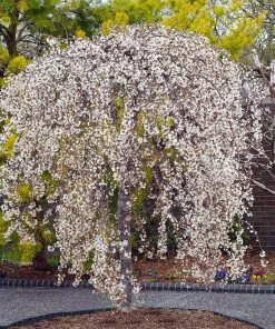Fast Growing Trees Cherry Blossom Trees Snow Fountains® Weeping Cherry Tree
