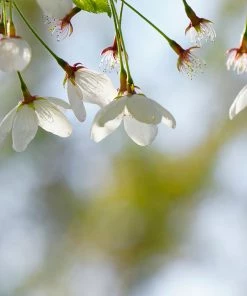 Fast Growing Trees Cherry Blossom Trees Snow Fountains® Weeping Cherry Tree