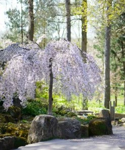 Fast Growing Trees Cherry Blossom Trees Snow Fountains® Weeping Cherry Tree