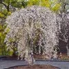 Fast Growing Trees Cherry Blossom Trees Snow Fountains® Weeping Cherry Tree 2 Fast Growing Trees Cherry Blossom Trees Snow Fountains® Weeping Cherry Tree