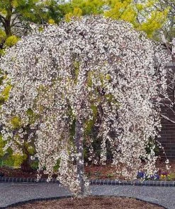 Fast Growing Trees Cherry Blossom Trees Snow Fountains® Weeping Cherry Tree