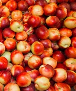 Fast Growing Trees Snow Queen Nectarine Tree