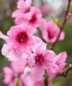 Fast Growing Trees Snow Queen Nectarine Tree