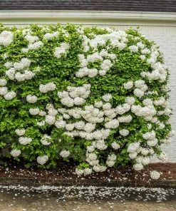 Fast Growing Trees Snowball Bush Viburnum