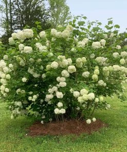 Fast Growing Trees Snowball Bush Viburnum