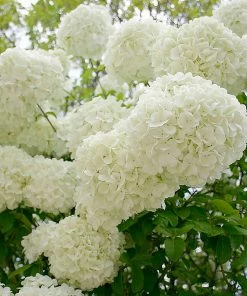 Fast Growing Trees Snowball Bush Viburnum