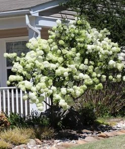 Fast Growing Trees Snowball Bush Viburnum