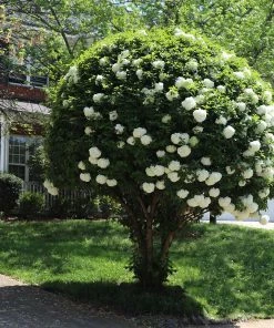Fast Growing Trees Snowball Bush Viburnum