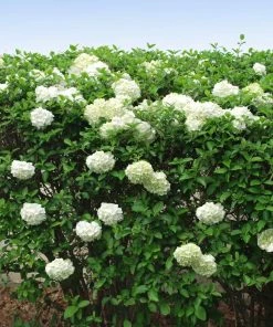 Fast Growing Trees Snowball Bush Viburnum