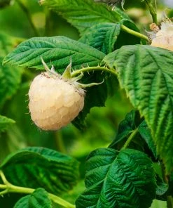 Fast Growing Trees Snowbank White Blackberry Bush Blackberry Bushes 9 Fast Growing Trees Snowbank White Blackberry Bush Blackberry Bushes