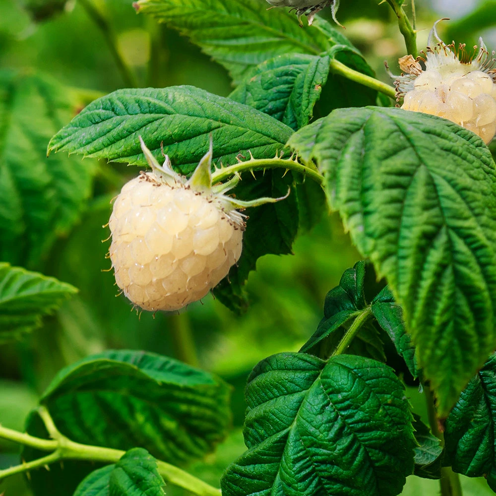 Fast Growing Trees Snowbank White Blackberry Bush Blackberry Bushes 6 Fast Growing Trees Snowbank White Blackberry Bush Blackberry Bushes
