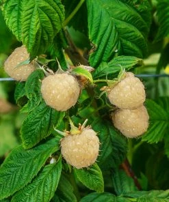 Fast Growing Trees Snowbank White Blackberry Bush Blackberry Bushes 8 Fast Growing Trees Snowbank White Blackberry Bush Blackberry Bushes