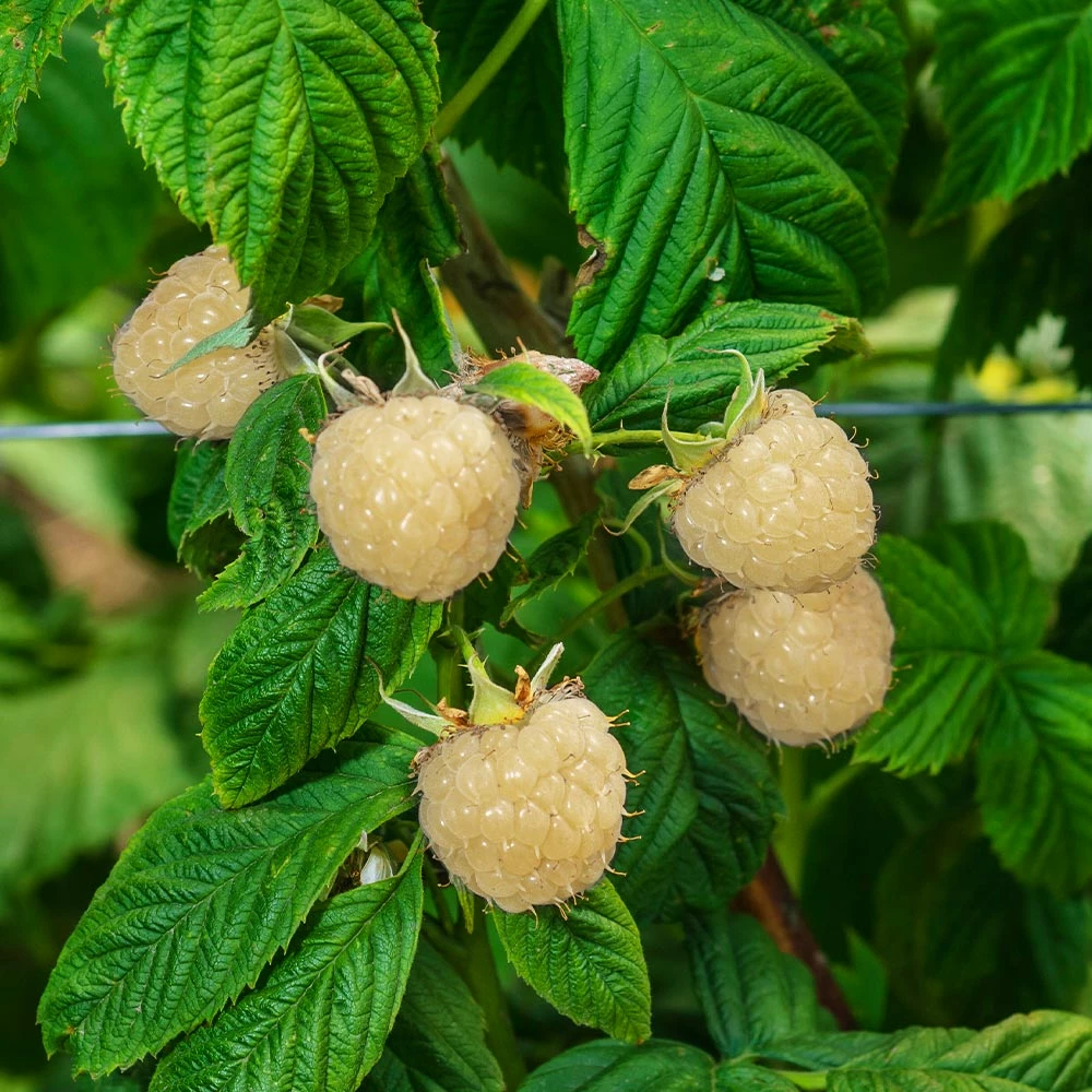Fast Growing Trees Snowbank White Blackberry Bush Blackberry Bushes 5 Fast Growing Trees Snowbank White Blackberry Bush Blackberry Bushes