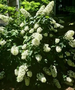 Fast Growing Trees Hydrangea Shrubs Snowcicle Hydrangea Shrub