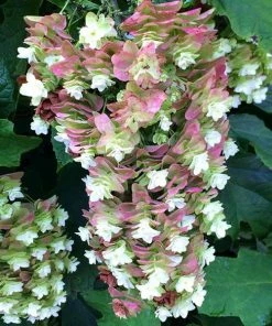 Fast Growing Trees Hydrangea Shrubs Snowcicle Hydrangea Shrub