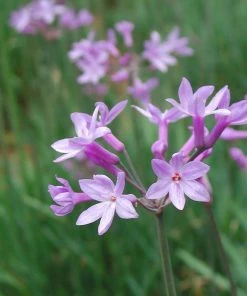 Fast Growing Trees See All Shrubs & Hedges Society Garlic Plant