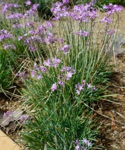 Fast Growing Trees See All Shrubs & Hedges Society Garlic Plant