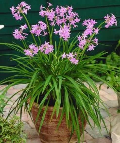 Fast Growing Trees See All Shrubs & Hedges Society Garlic Plant