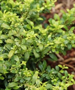 Fast Growing Trees Holly Trees Soft Touch Holly Shrub
