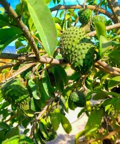 Fast Growing Trees Soursop 'Guanabana' Tree Tropical Fruit Trees