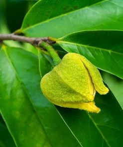 Fast Growing Trees Soursop 'Guanabana' Tree Tropical Fruit Trees