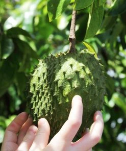 Fast Growing Trees Soursop 'Guanabana' Tree Tropical Fruit Trees