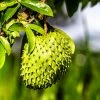 Fast Growing Trees Soursop 'Guanabana' Tree Tropical Fruit Trees