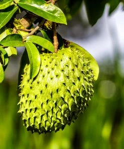 Fast Growing Trees Soursop'Guanabana' Tree Tropical Fruit Trees