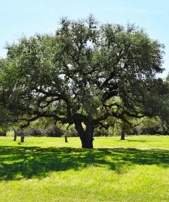 Fast Growing Trees Oak Trees Live Oak Tree
