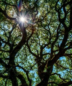 Fast Growing Trees Oak Trees Live Oak Tree