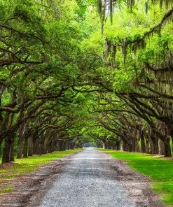 Fast Growing Trees Oak Trees Live Oak Tree