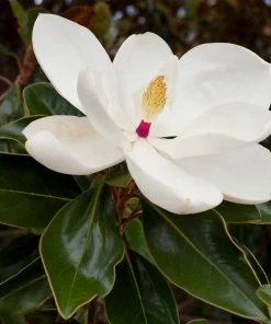 Fast Growing Trees Magnolia Trees Southern Magnolia