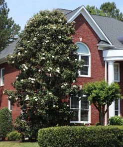 Fast Growing Trees Magnolia Trees Southern Magnolia