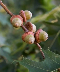 Fast Growing Trees Southern Red Oak Tree 9 Fast Growing Trees Southern Red Oak Tree